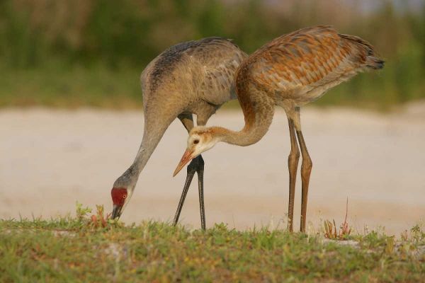 FL, Sandhill crane waits for food from parent